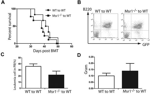 Figure 7. Msr1 does not affect BCR-ABL–induced lymphoid leukemia. (A) Kaplan-Meier survival curves for recipients of BCR-ABL–transduced bone marrow cells from WT (n = 10) or Msr1−/− (n = 8) donor mice. Both groups of mice developed and died of ALL. (B-C) FACS analysis showed similar numbers of GFP+B220+ cells in peripheral blood of recipients of BCR-ABL–transduced bone marrow cells from WT (n = 5) or Msr1−/− (n = 5) donor mice. (D) Spleen masses of recipients of BCR-ABL–transduced bone marrow cells from Msr1−/− (n = 9) donor mice is similar to WT (n = 4) donor mice.