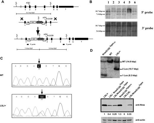 Figure 1. Construction of a conditional hypomorphic Nras G12D allele. (A) Schematic diagram of WT Nras allele, targeting vector, and constructed LSL (LoxP-STOP cassette-LoxP) Nras G12Dhypo allele. The asterisk shows the substitution of amino acid aspartic acid for glycine by mutation of GGT to GAT at the codon 12. Please see “Mice” for the details of intron 1 mutations. The positions of the probes for Southern blotting are shown. (B) Southern blot analysis of BglII digested genomic DNA isolated from different ES cell clones to confirm correct targeting at the endogenous Nras locus. The WT allele is denoted by the 10.7 KB fragment. The correctly targeted LSL allele is indicated by the 7.4 KB fragment using the 5′ internal probe and by the 5.6 Kb fragment using the 3′ external probe. (C) Direct sequencing with a reverse primer of genomic DNA isolated from WT and germ line transmitted LSL Nras G12Dhypo mice demonstrates the presence of G12D mutation at the Nras locus. Arrows indicate the WT and mutated nucleotides at the codon 12. (D) Evaluation of recombination efficiency of Mox2-Cre and expression level of Nras G12D hypo allele in E14.5 fetal liver erythoid progenitors. Because Mox2-Cre recombines the conditional LSL cassette and leads to Nras G12Dhypo expression, we refer the compound mice harboring both LSL and Mox2-Cre alleles as Nras G12Dhypo/+; Mox2-Cre/+. We further crossed Nras G12Dhypo/+; Mox2-Cre/+ mice to LSL Nras G12Dhypo/+ (LSL/+) mice and generate Nras G12Dhypo/LSL progenies inherit a recombined Nras G12Dhypo allele and a nonrecombined LSL allele from parents but does not carry Mox2-Cre allele. To simplify the genotyping results, we omit the Mox2-Cre status. Southern blot analysis of SpeI digested genomic DNA using the 3′ external probe confirmed the recombination efficiency at the endogenous Nras locus (top panel). Expression levels of total Nras were measured by Western blotting and normalized against actin using the Molecular Analyst Version 1.4 software (Bio-Rad).