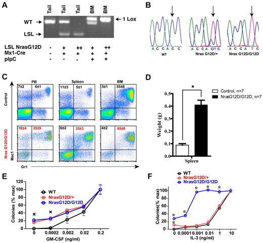Figure 2. Somatic activation of Nras G12D/G12D but not Nras G12D/+ leads to acute myeloproliferative disease. Five- to 6-week-old mice were injected with pI-pC as described in “Mice.” Two days after the second pI-pC injection, different tissues were isolated and analyzed. Nras G12D/+ and Nras G12D/G12D refer to pI-pC treated compound mice expressing monoallelic and biallelic oncogenic Nras, respectively, as described in “Somatic activation of Nras G12D/G12D but not Nras G12D/+ leads to an acute myeloproliferative disease.” (A) Genotyping analysis of genomic DNA to detect WT allele, LSL allele, and recombined LSL allele (1 LoxP allele). (B) Total RNA was extracted from bone marrow cells. Direct sequencing of RT-PCR amplified Nras gene using a reverse primer to confirm the sequences at the codon 12. Arrows indicate the WT and mutated nucleotides at the codon 12. (C) Flow cytometric analysis of peripheral blood (PB), spleen and bone marrow (BM) cells isolated from control (n = 5) and Nras G12D/G12D (n = 5) mice using myeloid lineage specific markers. Debris and unlysed red blood cells (low forward scatter) and dead cells (propidium iodide positive) were excluded from analysis. Data are presented as averages + SDs. (D) Splenomegaly in Nras G12/G12D mice. Results are presented as the average of spleen weights + SD. *P < .01. (E, F) 5 × 104 bone marrow cells isolated from control, Nras G12D/+, and Nras G12D/G12D mice were plated in duplicate in semisolid medium with or without GM-CSF (E) or IL-3 (F). The data are presented as average percentages (from multiple mice of each group) of maximum number of colonies formed in culture with 0.2 ng/mL of GM-CSF or 10 ng/mL of IL-3. Student t test was performed. Error bars show SD. (E) Crosses indicate P < .01. (F) *P < .05.