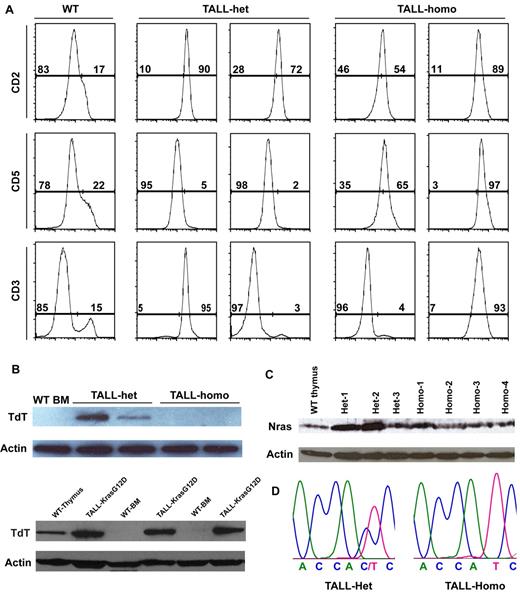 Figure 7. TALL-het tumors are generated through a distinct genetic mechanism from TALL-homo tumors. (A) Flow cytomytric analysis of TALL-het and -homo tumor cells with T-cell markers expressed at different developmental stages. Two representative tumors of 5 for each tumor type are shown. (B) Western blot analysis of TdT expression levels in control cells, oncogenic Nras mutation-initiated TALL-het and -homo tumors (top panels), and oncogenic Kras mutation-initiated TALL-KrasG12D tumors (bottom panels). (C) Western blot analysis of total Nras expression levels in control, TALL-het, and -homo thymocytes. (D) Direct sequencing of RT-PCR amplified products in TALL-het and -homo tumors at the Nras G12 codon. Results are representative of 5 animals for each tumor type.