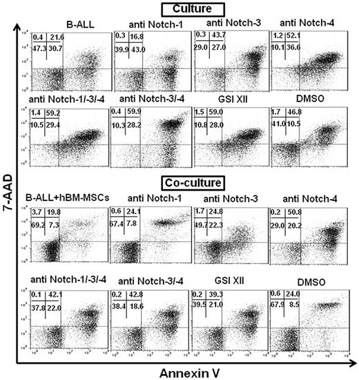 Figure 5. Examples of flow cytometric measurements showing the percentage of viable B-ALL cells cultured alone and cocultured with hBM-MSCs in absence or presence of neutralizing Notch receptor Abs and GSI XII. B-ALL cells were cultured alone or cocultured with hBM-MSCs (10:1 ratio) in absence or presence of anti–Notch-1/-3 and -4 Abs and GSI XII for 3 days. Percentage of viable B-ALL cells was measured by annexin V−/7-AAD− (bottom left quadrant) flow cytometry after electronic gating on CD19+ cells in 2-color flow cytometric analysis.