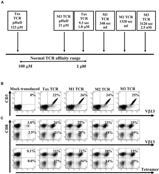 Figure 1. TCR affinity ranges and human Jurkat cells and primary T cells transduced with the wild-type and affinity-matured TCR constructs. (A) Schematic diagram showing the natural TCR-to-peptide–MHC affinity range, as well as the affinities of the Tax TCR and affinity-matured TCRs to either the pTax peptide or the pHuD peptide and the positions they occupy in the affinity range. Indicated are the dissociation constant KD of the TCR-HLA/peptide binding and the half-life t1/2 (in seconds) of the interaction. Jurkat cells (B) or activated primary T cells (C) were transduced with pMP71 vectors encoding the indicated TCR. Jurkat cells were stained with anti-CD3 and Vβ13 antibodies (B) and mock transduced primary T cells or TCR transduced primary T cells were stained with anti-CD3 and CD8 antibodies and either Vβ13 antibodies or tetramer (C) 72 hours after transduction. Primary T cells were gated on the CD3+ T-cell population. The Jurkat cell transduction shown is a representative of at least 6 independent experiments that demonstrated similar results. The primary T-cell transduction shown is a representative of at least 20 independent experiments that demonstrated similar results.