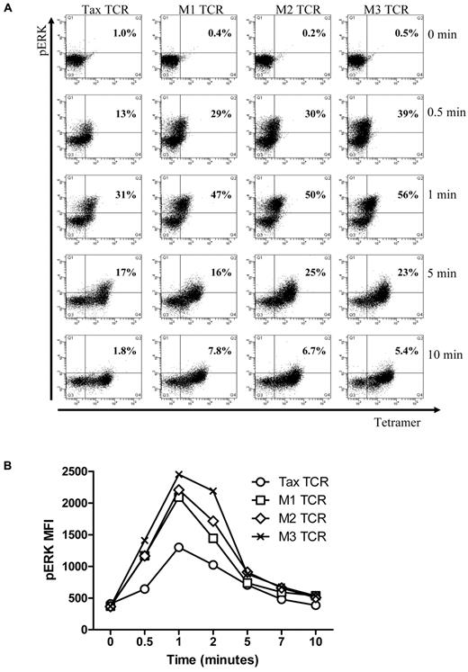 Figure 3. Up-regulation of phospho-ERK after stimulation in primary T cells transduced with the TCRs constructs and stimulated with pTax/HLA-A2 tetramer. (A) Primary T cells transduced with the Tax TCRs and having undergone 5 rounds of weekly peptide stimulation had the following percentages of CD8+tetramer+ T cells: Tax TCR = 83%; M1-TCR = 88%; M2-TCR = 92%; and M3-TCR = 94%. T cells (2 × 105) were stimulated with pTax-MHC tetramer for the stated times, and then immediately fixed, permeabilized, and stained with anti-pERK antibodies. FACS plots of tetramer binding and pERK expression at the stated times (the axis of the FACS plots range from 101 to 105). (B) Mean fluorescent intensity of pERK at the stated times. These figures are representative of 4 individual experiments that showed similar results.