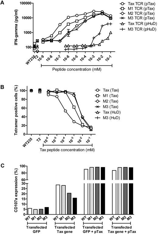 Figure 5. Primary T cells transduced with the high-affinity TCR show lower peptide sensitivity compared with Tax-TCR transduced T cells. (A) Freshly transduced primary T cells had the following percentage of CD8+Vβ13+ T cells: Tax TCR = 26%; M1-TCR = 24%; M2-TCR = 25%; and M3-TCR = 26%. Bulk transduced T cells (1 ×105) were cocultured with T2 cells at a 1:1 ratio of transduced T cells–to–T2 cells loaded with pTax peptide or pHuD peptide at the stated concentrations. After 18 hours of stimulation, the supernatant was removed to determine IFN-γ release by ELISA. Stimulation with T2 cells pulsed with the control pWT235 peptide or without peptide defined the background level of IFN-γ release. This represents 4 individual experiments that demonstrated similar results. (B) Primary T cells transduced with the Tax TCR and affinity-matured versions and having undergone 5 rounds of weekly peptide stimulation had the following percentage of CD8+Vβ13+ T cells: Tax TCR = 97%; M1-TCR = 99%; M2-TCR = 99%; and M3-TCR = 99%. T cells (2 × 105) were stimulated with 2 × 105 T2 cells loaded with decreasing concentration of pTax peptide. After an 18-hour coculturing period, cells were stained with tetramer. Shown is the relative loss of tetramer-positive T cells after peptide stimulation. The experiment represents 3 individual experiments that showed similar results. (C) Primary T cells that were transduced with the Tax TCR or the affinity-matured version and expanded using 5 rounds of weekly peptide stimulation had the following CD8+/Vβ13 expressing cells: Tax TCR = 89%; M1-TCR = 93%; M2-TCR = 91%; and M3-TCR = 90%. T cells (2 × 105) were stimulated with either 2 × 105 HeLa GFP-positive cells that had been transduced with either the GFP plasmid or the GFP-Tax gene fusion plasmid, or were stimulated with the same transduced HeLa cells that were loaded with 100μM exogenous pTax peptide. Cells were cocultured in the presence of anti-CD107a, brefeldin A, and GolgiStop for 18 hours. Shown are the percentages of CD8+ and CD107a+ T cells. The figure represents 5 independent experiments that demonstrated similar results.