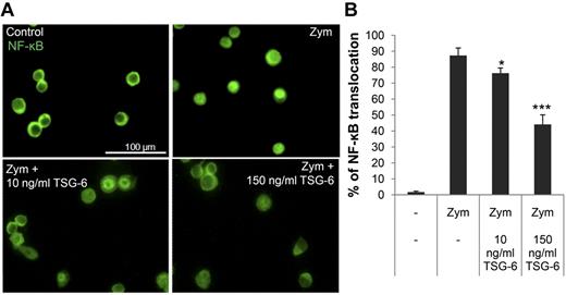 Figure 3. TSG-6 inhibited nuclear translocation of NF-κB. Murine macrophages were incubated with zymosan with or without TSG-6. (A) Typical micrographs of immunocytochemistry are shown for cytoplasmic and nuclear distribution on NF-κB. (B) Quantification of data of micrographs from experiment in panel A. Values are mean ± SD for 3 random fields with at least 70 cells per field scored for each sample (n = 3; *P < .05; ***P < .0005).