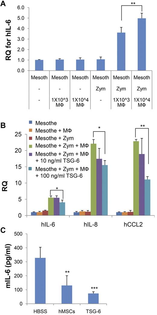 Figure 4. Human MSCs and TSG-6 reduced amplification of the pro-inflammatory signals by mesothelial cells. (A) Human mesothelial (Mesoth) cells were incubated with zymosan and cultured alone or in cocultures with mouse macrophages (Mφ). Stimulation of the human mesothelial cells was assayed with human-specific RT-PCR assay for hIL-6. (B) As in panel A except TSG-6 was added to some of the cultures and stimulation of the human mesothelial cells was assayed with human-specific real-time RT-PCR assays for hIL-6, hIL-8, and hCCL2. (C) Systemic effects of the inflammatory cascade as indicated by plasma levels of mIL-6 assayed 8 hours after zymosan with or without subsequent infusion of hMSCs or TSG-6. Values are mean ± SD (n = 6 for HBSS, n = 3 for hMSCs and n = 4 for TSG-6; *P < .05; **P < .005; ***P < .005).