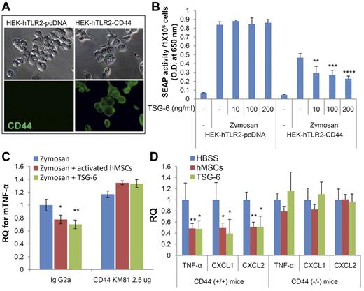 Figure 5. Three experimental strategies demonstrated CD44 was essential for inhibition by TSG-6. (A) Immunocytochemistry assay for expression of CD44 in clones of NF-κB reporter cells stably transfected with control plasmid (HEK-hTLR2-pcDNA) or plasmid containing complementary DNA for CD44 (HEK-hTLR2-CD44). (B) Assays for NF-κB signaling in the reporter cells expressing secreted alkaline phosphatase (SEAP). HEK-hTLR2-pcDNA and HEK-hTLR2-CD44 were incubated for 7 hours with zymosan with or without rhTSG-6. Values are mean ± SD (n = 3; **P < .001). (C) Murine macrophages pre-incubated for 15 minutes with control IgG (rat IgG2a) or blocking antibody for CD44 (CD44 KM81) and then incubated for 4 hours with zymosan and with or without activated hMSCs or TSG-6 (conditions as in Figure 2E). (D) Real-time RT-PCR assays with mouse-specific primers on resident macrophages isolated from wild-type mice (CD44+/+) and transgenic mice (CD44−/−) after injection of zymosan followed by injection of HBSS (n = 9 for CD44+/+ and n = 5 for CD44−/−), 1.6 × 106 hMSCs (n = 5 for CD44+/+ and n = 3 for CD44−/−) or 30 μg of rhTSG-6 (n = 3 for CD44+/+ and CD44−/−). Values are mean ± SD (*P < .05; **P < .005).