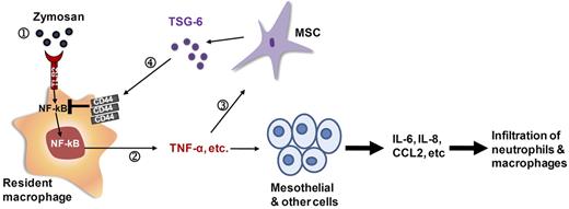 Figure 6. Illustration of anti-inflammatory action of hMSCs mediated mainly through TSG-6. (1) Zymosan activated macrophages via TLR2. (2) Activated NF-κB increased the expression of pro-inflammatory cytokines. (3) HMSCs were activated by the pro-inflammatory cytokines to secrete TSG-6. (4) TSG-6 negatively regulated the TLR2-mediated responses through CD44.