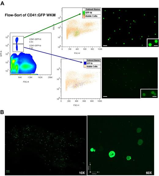 Figure 1. Isolation of GFPhi and GFPlo cells from CD41-GFP transgenic zebrafish by flow cytometry. (A) The left panel shows the distribution of CD41-GFP+ cells in single-cell suspension of WKM derived from Tg(CD41:GFP) zebrafish. The frames outline the gatings used to define the CD41-GFPlo and CD41-GFPhi subsets. Viable cells were selected based on propidium iodide exclusion. FSC-A indicates forward scatter; and SSC-H, side scatter. The middle panels locate the CD41-GFPlo and CD41-GFPhi cells on scatter plots of viable cells derived from WKM. FSC-H indicates forward scatter; and GFP-A, GFP-positive. The right panels are fluorescent micrographs at 10× and 60× (inset) of flow-sorted CD41-GFPlo and CD41-GFPhi cells. (B) The direct visualization of CD41-GFPlo and CD41-GFPhi cells in the kidney of Tg(CD41-GFP) fish at 10× (scale bar = 50 μm) and 60× magnification (scale bar = 10 μm).