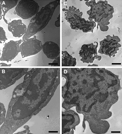 Figure 2. Ultrastructural morphology of CD41hi and CD41lo cells. Transmission electron microscopy of CD41hi cells (A, low magnification; B, high magnification) shows the key features of thrombocytes, including the characteristic surface-connected canalicular system and a cytoplasm packed with numerous small granules. Ultrastructural examination of CD41lo cells (C, low magnification; D, high magnification) shows an immature phenotype. Cells were generally homogeneous in appearance showing an irregular shape with small protrusions. Ribosomes and mitochondria were observed in the rim of cytoplasm surrounding the nucleus. However, these cells lacked the numerous granules observed in the more mature CD41hi thrombocytes. The nuclei were more irregular in shape and a prominent band of heterochromatin at the margin of the nucleus was observed in the majority of cells. The heterochromatin appears more fragmented through the nucleus and less marked at the margin. Scale: A,C: bar = 2 μm; B,D: bar = 1 μm.