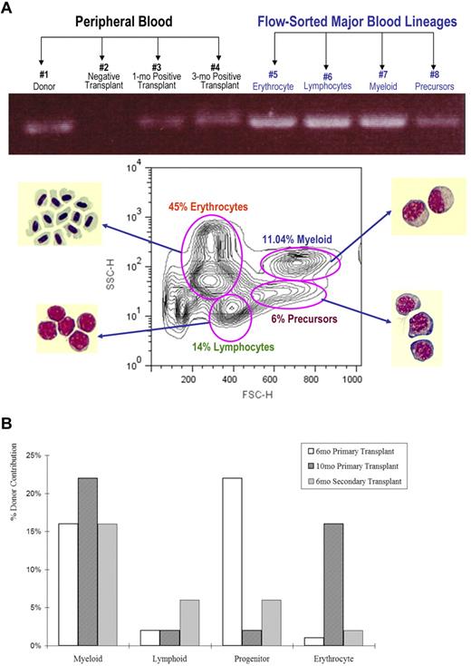 Figure 5. Multilineage reconstitution after transplantation of CD41-GFPlo cells into irradiated primary and secondary recipients. (A) The top panel analyzes donor-specific signals by PCR in the genomic DNA of unfractionated peripheral blood cells 1-3 months after transplantation and flow-sorted WKM cells 3 months after transplantation. The bottom panel depicts a plot of the forward and side scatter of WKM cells and the location, as determined by microscopic examination, of the major blood cell lineages. The pink ovals mark the windows for erythroid, myeloid, lymphoid, and various precursor populations in zebrafish WKM determined by examining Wright-Giemsa stains of cytospins derived from the flow-sorted cells. The percentages vary slightly with each WKM preparation but the ones shown here are representative. FSC-H indicates forward scatter; and SSC-H, side scatter. The bar chart in panel B shows the percentage of total genomic DNA extracted from flow-sorted cells that contains the donor-specific signal (GFP) gated according to the windows depicted in panel A. Two fish per group were examined 6 and 10 months after primary transplantation and 6 months after secondary transplantation. As shown, the donor contribution percentage varied among lineages, with time after transplantation and among individual fish.