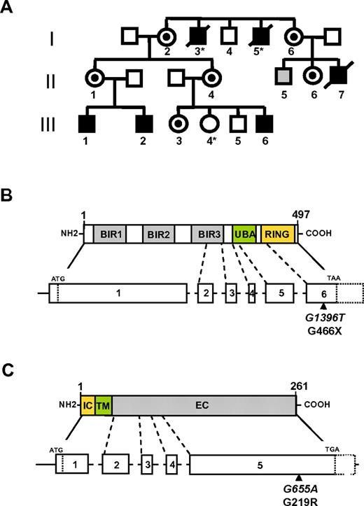 Figure 1. XIAPG466X and CD40LG219R mutations. (A) Pedigree of the family presenting the X-linked condition that cosegregates with XIAPG466X and CD40LG219R mutations. All numbered individuals have been sequenced with the exception of patients I-3, I-5, and III-4 (*). Black boxes represent affected hemizygous carriers of both XIAP and CD40LG mutations. Circles with a black dot represent heterozygous carrier of both XIAP and CD40LG mutations. The gray box represents asymptomatic hemizygous carriers of the XIAP mutation. (B and C) Schematic of XIAP (B) and CD40L (C). The XIAP-encoding domains from exons 1 to 6 and CD40L-encoding domains from exons 1 to 5 are shown. Localization of the CD40LG219R mutation and the XIAPG466X mutation is shown by a black arrow. The nucleotide position of each mutation is indicated in italics. BIR indicates baculovirus inhibitor of apoptosis repeats; UBA, ubiquitin-binding domain; IC, intracellular; TM, transmembrane; and EC, extracellular.