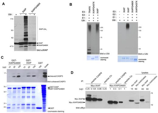 Figure 5. Ubiquitin E3 ligase activity and binding to caspases of the XIAPG466X mutant. (A) 293T cells transfected with XIAP or XIAPG466X in the presence of ubiquitin (Ubi) or not (−) were analyzed by immunoblotting with anti-XIAP antibodies. Higher-mass products correspond to ubiquitinated XIAP species (XIAP-Ubin). (B) In vitro XIAP autoubiquitination assay. GST recombinant E3 ubiquitin ligase proteins (E3) were tested in the presence of ubiquitin (Ubi) and E2 and E1 ubiquitin ligases and then submitted to Western blot with anti-ubiquitin antibodies (top panels). The amount of GST proteins was controlled by Coomassie blue staining (bottom panels). (Left) Test with GST-XIAP, -XIAPG437X, and -TRAF6. (Right) Test with GST-XIAP, -XIAPG437X, and -XIAPG466X. (C and D) Binding assays of XIAP and XIAPG466X to caspases 3 and 9. (C) Glutathione-sepharose–immobilized GST-XIAP, GST-XIAPG466X, and GST alone were incubated with different amounts of protein from dATP and cytochrome C–treated 293T cell extracts. Bound cleaved caspase 3 was detected by immunoblotting (top panel). The amount of GST proteins was controlled by Coomassie blue staining (bottom panel). (D) Different amounts of proteins extracted from 293T cells transfected with Myc-XIAP or -XIAPG466X were immunoprecipitated (intraperitoneal) with a biotinylated peptide that corresponded to caspase 9 (CASP9) or a control peptide (Ctr.). Because the expression level of Myc-XIAPG466X was 4- to 5-fold less expressed than Myc-XIAP (lysates, right panel), 4-fold greater amounts of proteins were immunoprecipitated from extracts that expressed Myc-XIAPG466X.