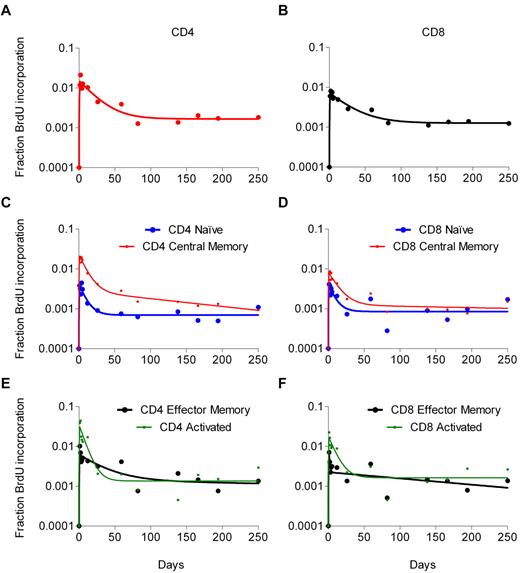 Figure 2. BrdU labeling kinetics of total CD4 and CD8 T cells and their subsets for a representative patient. (Left panels) Data from CD4 cells. (Right panels) Data from CD8 cells. The continuous lines represent the best fit of the experimental data (dots) to the model equations.