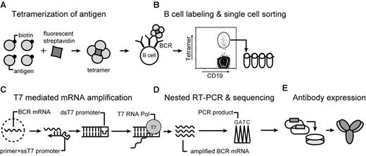 Figure 1. Overview of the technique. (A) Soluble antigen or antigen domain is expressed with a BirA tag for site-specific biotinylatation and tetramerization with fluorescently labeled streptavidin. (B) B cells are stained with tetramer and a panel of monoclonal antibodies. Tetramer-positive class-switched memory B cells (CD19+ CD27+ IgM−) are single-cell sorted into PCR strips. (C) mRNA preamplification is performed with T7 RNA polymerase. Single-stranded cDNA is synthesized by the use of a primer with a single-stranded T7 RNA polymerase site. Conversion to double-stranded cDNA enables an in vitro transcription reaction with T7 RNA polymerase, which provides sufficient amounts of RNA for RT-PCR from resting, recirculating memory B cells. (D) Sequencing of PCR products is carried out directly from 300- to 400-bp PCR products by the use of second-round forward and reverse primers. (E) Overlap PCR is used for construction of full-length IgG1 heavy chain and κ light sequences, which are cloned into separate vectors. These vectors are transiently transfected into CHO-S cells for expression of fully human recombinant antibodies.