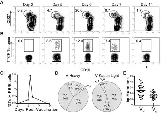Figure 2. Detection of tetanus toxoid specific plasmablasts after vaccination. (A) Plasmablasts were identified on the basis of intermediate CD19 and high CD27 expression. Fluorescence-activated cell sorter plots were gated on total CD19+ B cells, which were negative for a panel of exclusion markers (CD3, CD14, CD16, and 7AAD). Numbers adjacent to the gate represent the percentage of plasmablasts within the CD19+ B-cell population. (B) Identification of TTCF tetramer-positive cells within the plasmablast population (gated in panel A). Numbers adjacent to gate represent the percentage of TTCF tetramer-positive within the plasmablast population (identified in panel A). (C) Frequency of tetramer-positive plasmablasts within the total CD19+ B-cell population during the first 2 weeks after vaccination. (D) Variable gene segment usage by unique B-cell clones for heavy (n = 26) and light (n = 25) chains from single cell sorted tetramer-positive plasmablasts isolated from days 6 and 7. (E) Scatter plot of somatic mutations detected in variable gene segments of heavy and light chains with mean values (VH = 25.3 and VK = 16.2) indicated by vertical solid lines.