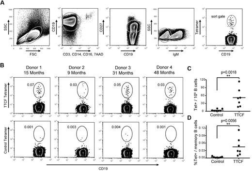 Figure 3. Detection of tetanus toxoid specific memory B cells. (A) Gating scheme for detection of TTCF tetramer-positive B cells among class-switched memory B cells. (B) Identification of TTCF tetramer-positive class-switched memory B cells from 4 donors. The elapsed time since the last tetanus boost is indicated (top). Labeling with a control tetramer (membrane-proximal domain of CD80) is shown for each donor (bottom). Frequencies represent tetramer-positive cells among CD19+ CD27+ IgM− B cells. (C) Scatter plot of tetramer+ cells detected per 1 × 106 B cells, with the mean indicated by a solid vertical line. The mean frequency was 52.0 cells per 1 × 106 B cells with the TTCF tetramer, and 4.3 cells per 1 × 106 B cells with the control tetramer. (D) Scatter plot showing percentage of tetramer-positive cells within the memory B-cell population. The mean frequency of TTCF tetramer-positive was 0.0447% (0.0032% for the control tetramer).