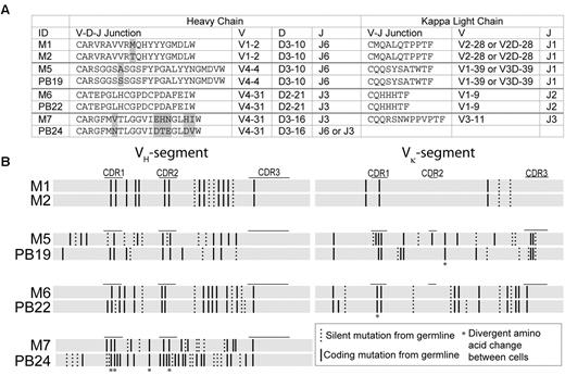 Figure 5. Clonally related B cells detected in both memory and plasmablast populations. (A) Alignment of CDR3 protein sequences as well as VH-D-JH and Vκ-Jκ gene segment use of clonally related memory B cells and plasmablasts. Amino acid differences are shaded in gray. (B) Variable gene segments were aligned at the nucleotide level for clonally related memory B cells and plasmablasts. Solid vertical lines represent coding/replacement mutations, and dashed lines silent mutations per codon, compared with the most homologous germline segment. Asterisks denote coding mutations that occurred at the same codon positions but resulted in different amino acids between the aligned sequences.