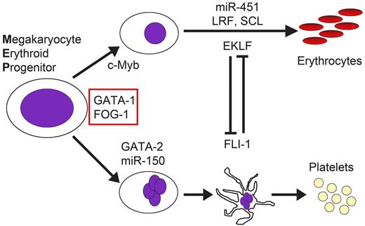 Figure 1. Erythroid cells and megakaryocytes are derived from a common progenitor. The decision of whether the MEP should give rise to red cell or platelet lineages is controlled by an array of transcription factors and microRNAs.