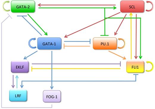 Figure 2. A complex regulatory network controls MEP cell fate. The relative levels of expression of key regulatory factors, including GATA-1, GATA-2, SCL, and PU.1, are predicted to control the output toward erythroid cells (marked by EKLF) or megakaryocytes (marked by Fli-1). Arrows indicate gene activation; and blunted lines, repression.