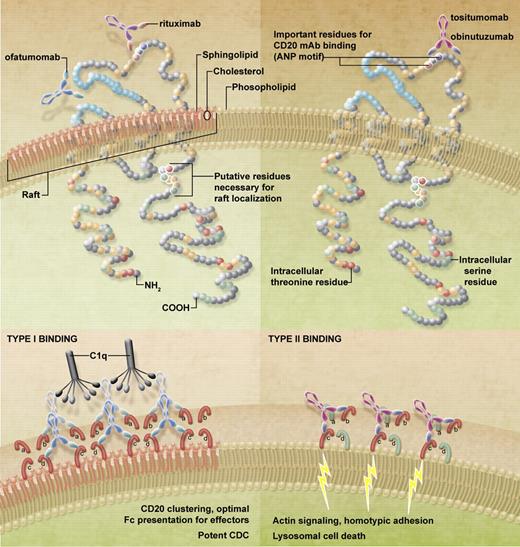 Binding of type I and II anti-CD20 mAbs. In the top panels the binding sites of the clinically relevant type I (rituximab, ofatumumab) and type II (obinutuzumab, tositumomab) mAbs are shown. As can be seen, the fully human ofatumumab binds to a discontinuous region of CD20 apparently composed of both the smaller CD20 loop and the N-terminal region of the larger loop, unlike the other mAbs, which cluster around the ANP motif. At the bottom is a hypothesis of how these mAbs might bind to CD20 in the plasma membrane that may serve to explain their differing effects, such as the 2:1 binding ratio, raft accumulation, and subsequent effector functions. Accordingly, type I mAbs bind and interact with closed conformations of CD20 (red loops, labeled a-d) and are able to occupy all available binding sites. If these mAbs are favorably orientated to bind between tetramers, this would facilitate clustering and aggregation, suitable for raft accumulation, optimal C1q binding, and efficient CDC. In contrast, type II mAbs bind the first molecule of CD20 and are subsequently constrained for binding to an adjacent molecule, possibly within the same tetramer, potentially through the interaction with Asn 171 and opening of CD20 molecules (red and green loops). Intra-tetrameric binding will not facilitate large-scale aggregation and will preclude further binding to the same CD20 tetramer, thus causing half-maximal binding in comparison with type I mAbs. Both the reduced binding and lack of raft accumulation serve to limit C1q binding and impotent CDC. However, binding to the open CD20 may be the trigger for signaling to actin, resulting in homotypic adhesion and lysosomal cell death.