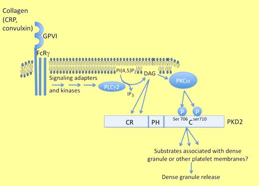 Konopatskaya et al demonstrate that protein kinase C–dependent activation of protein kinase D2 (PKD2) is required for optimal platelet dense granule secretion and aggregation and regulates thrombus formation on collagen surfaces.6