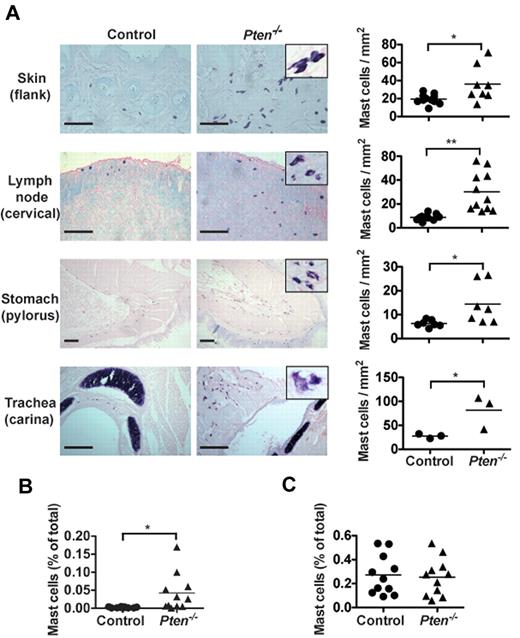 Figure 2. Pten−/− mice have circulating MCs and increased MC numbers in tissues. (A) Tissue samples of the indicated tissues from 8-week-old mice were fixed with 4% formalin, paraffin-embedded, and sections were stained with toluidine blue. MCs from Pten−/− mice showed spindle-shaped and partially degranulated phenotypes (inset). MC numbers per millimeter squared (graphs) were determined by counting blinded samples from individual mice. Images were visualized on a Leica DM LB2 microscope using a 20× (0.40 NA) objective for dry mounted slides. Image capture was with a QImacong Micro Publisher 3.3 RTV camera using QCapture 2.7.3 software. Image analysis was with ImageJ 1.45 (National Institutes of Health). Statistical analysis was by an unpaired 2-tailed Student t test: *P < .05; **P < .01. Scale bar represents 100 μm. (B-C) Percentage of FcϵRI and Kit-positive cells was analyzed in peripheral blood (B) and in the bone marrow (C) of individual mice with the indicated genotype. Cells (1 × 105) were labeled with PE-MAR-1 (anti-FcϵRI) and APC–anti-Kit. Mean fluorescence intensity was measured by flow cytometry (n = 15 for peripheral blood cells; 6 of 15 mice had circulating MCs; n = 11 for bone marrow cells). For peripheral blood cell counts, 0.025% of double = positive cells was set as a threshold for background. (B-C) A minimum of 4 individual experiments were conducted.