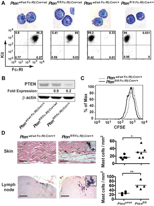 Figure 3. Tissue-specific deletion of Pten demonstrates altered proliferation and increased MC numbers in vivo. (A) PDMCs (1 × 105 cells) from the indicated genotypes (age of mice, 16-24 weeks) were stained with toluidine blue. The controls, Ptenwt/wtFcϵRIβCre+/wt, and Ptenwt/wtFcϵRIβCre+/+ mice were heterozygotes or homozygotes, respectively, for Cre expression at the FcϵRIβ locus and did not carry floxed Pten alleles. Cell surface expression of FcϵRI and Kit in PDMCs of indicated genotypes was determined. Cells (1 × 105 cells) were incubated with PE-MAR-1 (anti-FcϵRI) and APC–anti-Kit. The mean fluorescence intensity was measured by flow cytometry. One representative of 3 individual experiments is shown. (B) PDMCs (5 × 105 cells) were lysed in RIPA buffer. PTEN expression was determined by immunoblot with a monoclonal antibody to PTEN. β-actin was used as loading control. (C) Cell proliferation was measured by CFSE staining. Mean fluorescence intensity was measured by flow cytometry. (B-C) A minimum of 3 individual experiments were conducted. (D) Tissue samples were fixed with 4% formalin, paraffin-embedded, and sections stained with toluidine blue. MCs per millimeter squared was determined by direct counts of blinded samples. Statistical analysis was by an unpaired 2-tailed Student t test: *P < .05; **P < .01. Scale bar represents 100 μm.