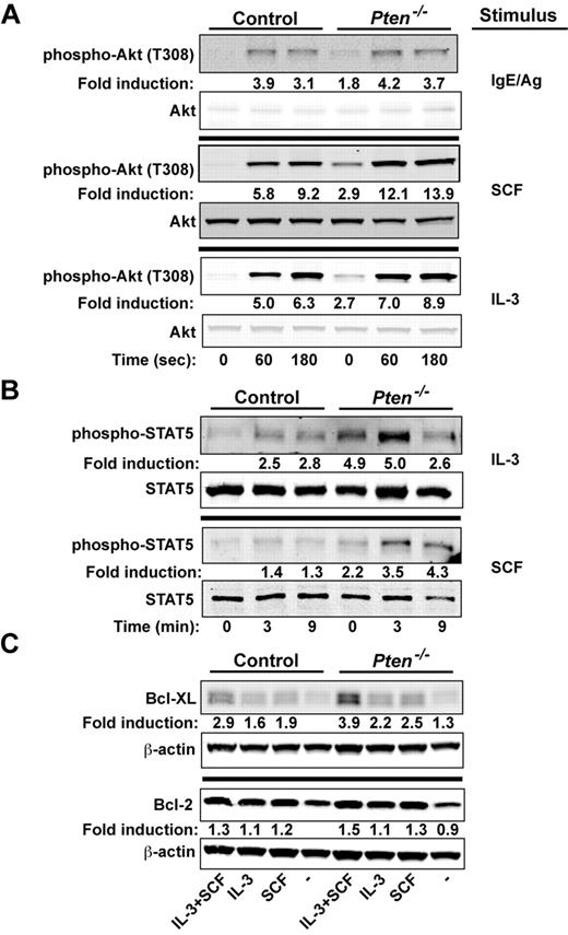 Figure 4. PTEN deficiency enhances the proliferative and survival signals of MCs. (A) Cells (5 × 105 cells) were stimulated with IgE/Ag, SCF, or IL-3 and lysed in RIPA buffer. Phosphorylated Akt was probed with anti–phosho-Akt (T308). Total Akt was used as the loading control. (B) IL-3 or SCF-mediated phosphorylation of STAT5 was determined by immunoblot. Stimulated cells (5 × 105 cells) were lysed in RIPA buffer, and phosphorylated STAT5 was detected with an antibody recognizing phosphorylated STAT5. One representative of 4 experiments is shown. (C) BMMCs (5 × 105 cells) incubated in the absence of cytokines for 3 hours and restimulated with SCF, IL-3, or SCF and IL-3 for 24 hours. Expression of antiapoptotic factors (Bcl-2 and Bcl-XL) was measured after 24 hours by immunoblotting with antibodies to Bcl-2 or Bcl-XL. β-actin was used as loading control. (A-C) One representative of a minimum of 4 experiments is shown. Fold induction reflects the mean of all experiments normalized to WT control (0 time; A-B) or to WT control with no treatment (C).