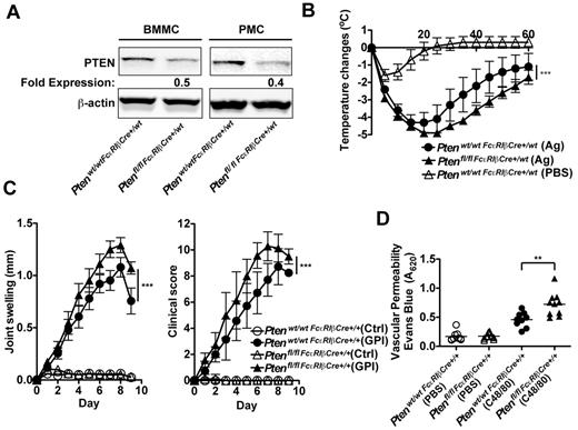 Figure 6. Deletion of Pten in MCs causes increased anaphylactic responses and enhanced vascular permeability in vivo. (A) BMMCs and peritoneal MCs (PMCs; 5 × 105 cells) were lysed in RIPA buffer. PTEN expression was determined by immunoblot with an antibody to PTEN. β-actin was used as loading control. One representative of 4 experiments is shown. (B) Ptenwt/wtFcϵRIβCre+/wt mice and Ptenfl/flFcϵRIβCre+/wt mice (age, 24 weeks) were passively sensitized with DNP-specific IgE and challenged 24 hours later with Ag (DNP-HSA) or pseudo-challenged with an equal volume of PBS. Anaphylactic reaction was measured by temperature change. Data are mean ± SEM of a minimum of 5 independent experiments. Statistical analysis was by 2-way ANOVA: ***P < .0001. Significant differences were observed between 25 and 45 minutes after challenge. (C) Ptenwt/wtFcϵRIβCre+/+ mice and Ptenfl/flFcϵRIβCre+/+ mice (age, 16 weeks) were inoculated intraperitoneally with K/BxN serum containing autoantibodies to glucose-6-phosphate isomerase (GPI) or with control serum (Ctrl). Joint swelling and clinical score were determined as described in “Anaphyloxis and arthritis models.” Data are mean ± SEM of a minimum of 8 mice. Statistical analysis was by a 2-way ANOVA: ***P < .0001. Significant differences were observed between 6 and 9 days after challenge. (D) Evans blue dye (200 μL) was injected intravenously in Ptenwt/wtFcϵRIβCre+/+ mice and Ptenfl/flFcϵRIβCre+/+ mice. Subsequently, they were challenged intradermally with 20 μL compound 48/80 (C48/80, 1.75 mg/mL) in PBS or as control with an equal volume of PBS. Vascular permeability was measured by extravasation of the dye into the ear tissue. Data are mean ± SEM from 10 mice. Statistical analysis was by unpaired 2-tailed Student t test: **P < .001.