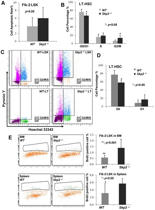 Figure 2. Loss of Skp2 triggers the HSCs entering the cell cycle. (A) Analysis of apoptosis in LT-HSCs from WT and Skp2−/− mice by flow cytometry (P > .05; n = 3). (B) Cell cycle profile of LT-HSCs from WT and Skp2−/− mice was determined by flow cytometric analysis (*P < .05; n = 3). The representative histogram is shown in supplemental Figure 4. (C-D) Flow cytometric dot plot and statistical results of G0 and G1 phase cells in LT-HSCs from WT and Skp2−/− (*P < .05; n = 3). (E) The BrdU incorporated rates of Flk−LSK cells from WT and Skp2−/− mice were 0.578% ± 0.199% versus 1.389% ± 0.742% in BM (**P < .01; n = 3) and 3.122% ± 2.553% versus 5.722% ± 1.340% in spleen (*P < .05; n = 3).