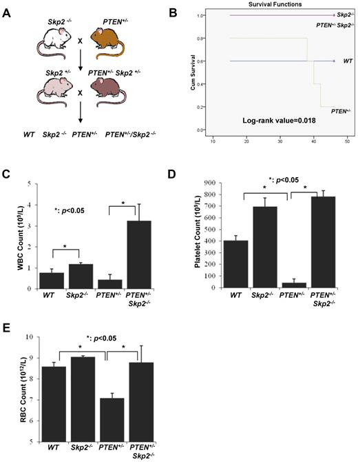 Figure 4. Skp2 deficiency rescues the BM defect in long-term reconstitution on PTEN inactivation. (A) The breeding strategy for WT, PTEN+/−, PTEN+/−Skp2−/−, and Skp2−/− mice. (B) Kaplan-Meier plot analysis of cumulative survival of the recipient mice after the fourth round of transplantation with WT, PTEN+/−, PTEN+/−Skp2−/−, and Skp2−/− BM cells (log-rank value = 0.018; n = 5). (C-E) The CBC test was performed to determine the number of WBCs (C), platelets (D), and RBCs (E) from the recipient mice after the fourth round of BM transplantation (*P < .05; n = 5).
