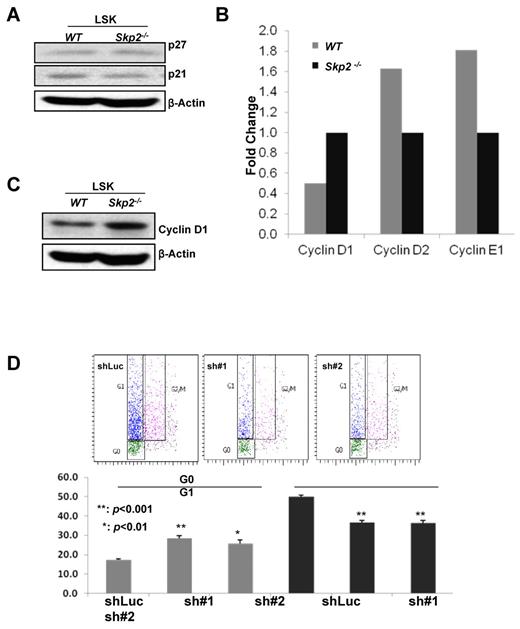 Figure 5. Skp2 deficiency leads to elevated Cyclin D1 transcription and expression, in turn contributing to an increase in HSC cycling. (A) Western blot analysis of p27 and p21 protein expressions in cultured LSK cells from WT and Skp2−/− mice. (B) Real-time PCR analysis of mRNA level of various Cyclin family genes in LT-HSCs from WT and Skp2−/− mice. (C) Western blot analysis of Cyclin D1 protein expression in LSK cells from WT and Skp2−/− mice. (D) The G1 and G0 phases of LSK cells isolated from BM cells of Skp2−/− mice on Cyclin D1 knockdown were determined by flow cytometric analysis (**P < .001 and *P < .01; n = 3).