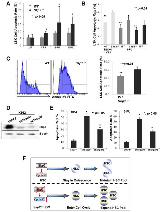 Figure 6. Loss of Skp2 sensitizes the cells to chemotherapeutic reagents. (A) Apoptosis rate of cultured LSK cells was measured by flow cytometry after treatment with CPA, 5-FU, and DOX, (*P < .05; n = 4). (B) Apoptosis rate of freshly sorted LSK cells was measured by flow cytometry after treatment with CPA, 5-FU, and DOX (**P < .001; n = 3). (C) In vivo apoptosis rate of LSK cells from WT and Skp2−/− mice intraperitoneally injected with 5-FU was measured by flow cytometry, 61.34% ± 5.89% in Skp2−/− LSK cells versus 45.09% ± 2.75% in WT LSK cells (**P < .001; n = 3). (D) Validation of Skp2 shRNA knockdown efficiency. K562 were infected with lentiviral shRNAs against GFP control and Skp2, selected, and cell lysates were collected for Western blot analysis. (E) Apoptosis rate of K562 cells with GFP or Skp2 knockdown were detected by flow cytometry after treatment with CPA and 5-FU (*P < .05; n = 4). (F) The hypothetical model for the role of Skp2 in HSC functions.