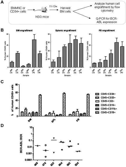 Figure 4. Engraftment of NOD/SCID-IL2Ry-chain knockout (NSG) mice with CD34+ BM cells from CML patients treated with imatinib mesylate. (A) The schematic for these experiments is shown. BM CD34+ cells from CML patients in remission (n = 6) were transplanted via tail vein injection into sublethally irradiated NSG mice (3-4 mice per sample, total of 20 mice). Mice were evaluated for human cell engraftment and BCR-ABL status of engrafted cells after 11-12 weeks. (B) The percentage of human CD45+ cell engraftment in BM, spleen and PB of mice transplanted with CD34+ cells are shown. Results represent the mean ± SEM of human CD45+ cells engrafted in BM, spleen, and PB for each BM sample transplanted. (C) The percentage of human CD45+ cells expressing different surface markers in mouse BM, spleen, and PB are shown (n = 20). (D) The BCR-ABL status of engrafted cells was evaluated using Q-PCR. BCR-ABL expression in human cells engrafted in BM of individual mice is shown (n = 15). Horizontal bars represent median values. Samples from the 5 mice that were excluded also expressed BCR-ABL, but BCR values were too low to allow quantitation.