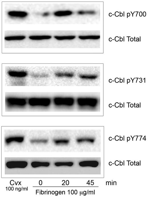 Figure 1. c-Cbl activation downstream of αIIbβ3. Human platelets (3 × 108 platelets/mL) were plated over fibrinogen (100 μg/mL) coated plates for the indicated time points. Reaction was stopped with cold lysis buffer. Lysates were examined for c-Cbl phosphorylation using phosphospecific antibodies for residues Y700, Y731 and Y774 as indicated. Equal protein loading was detected with anti–c-Cbl antibody. Cells were also treated with convulxin (Cvx) to ascertain tyrosine phosphorylation of Cbl (positive control). All blots are representative of 3 experiments.