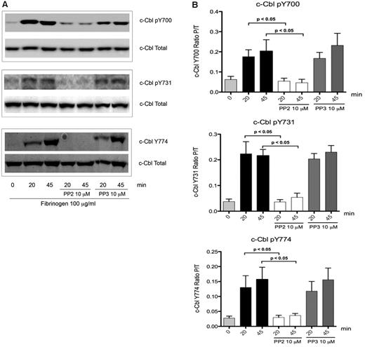Figure 2. Role of SFKs over c-Cbl phosphorylation. (A) To determine the role of SFKs over c-Cbl phosphorylation downstream of αIIbβ3, platelets were incubated for 10 minutes with 10μM of Pan SFKs inhibitor PP2 or its negative control PP3 and then plated over fibrinogen coated plates for the indicated time points. Lysates were analyzed as described on legend from Figure 1. (B) Densitometry analysis of 5 experiments. Bars represent mean ± SEM of the ratio of phosphorylated protein over total protein. Student t test performed (P < .05, no treatment vs PP2).