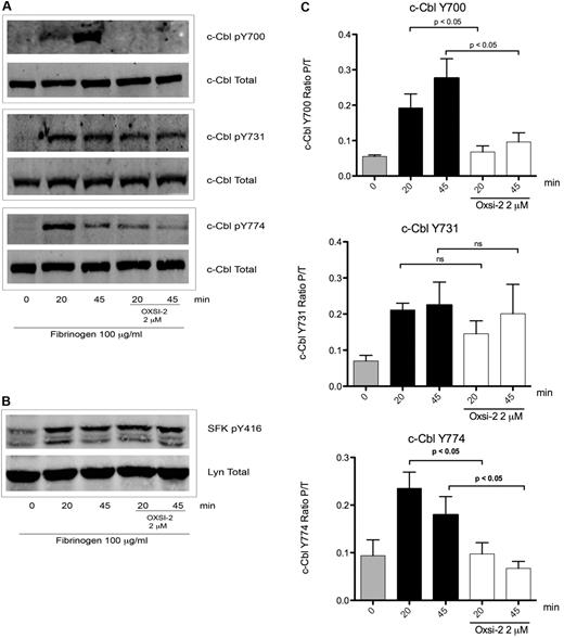 Figure 3. Effect of Syk inhibition over c-Cbl phosphorylation downstream of αIIbβ3. (A) To determine the role of Syk mediated phosphorylation downstream of αIIbβ3 platelets were incubated for 10 minutes with 2μM of Syk inhibitor OXSI-2 and then plated over fibrinogen coated plates for the indicated time points. Lysates were analyzed as on legend from Figure 1. (B) SFKs p-Y416 was also analyzed to confirm its intact activity under the same experimental conditions. (C) Densitometry analysis of 5 experiments. Bars represent mean ± SEM of the ratio of phosphorylated protein over total protein. Student t test performed (P < .05, no treatment vs OXSI-2 for residues Y700 and Y774; ns: non-significant for residue Y731).