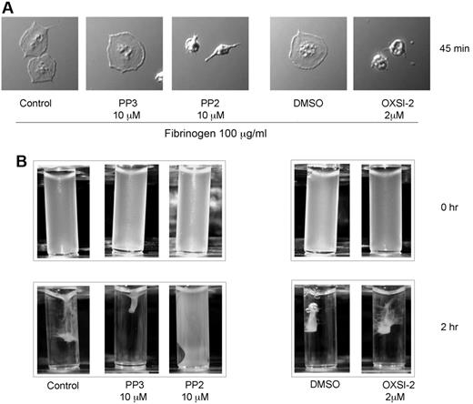 Figure 4. Functional effect of c-Cbl tyrosine phosphorylation on outside-in signaling-mediated events in human platelets. (A) Human platelets (1 × 106 platelets/mL) were treated with PP2 (10μM) or OXSI-2 (2μM) for 10 minutes before be plated on fibrinogen-coated cover slips for the indicated time point. After 3 times washing with PBS, adherent cells were fixed with 3.7% paraformaldehyde and analyzed with DIC imaging. (B) Clot retraction analysis of human platelets treated with PP2 and OXSI-2.