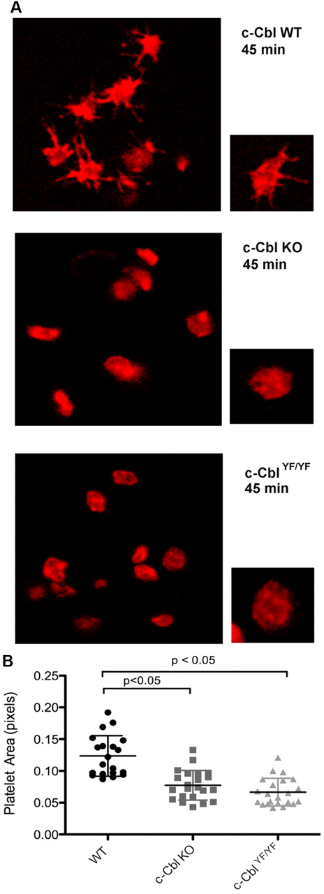 Figure 5. Role of c-Cbl Y731 on platelet-spreading. (A) Platelets from WT, c-Cbl KO, or c-CblYF/YF were treated with apyrase (0.2 unit/mL) and indomethacin (10μM) and allowed to spread over a fibrinogen-coated cover slip for the indicated time point. After fixation with 3.7% paraformaldehyde, platelets were permeabilized with 0.1% Triton X-100 and stained with Rhodamin-palloidin (red). Platelet morphology was analyzed using confocal microscopy. (B) Surface area quantitation of at least 20 platelets. Graph represents mean ± SEM of platelet area. Student t test performed (P < .05, WT vs c-Cbl KO and WT vs c-CblYF/YF). Representative of 3 different experiments.