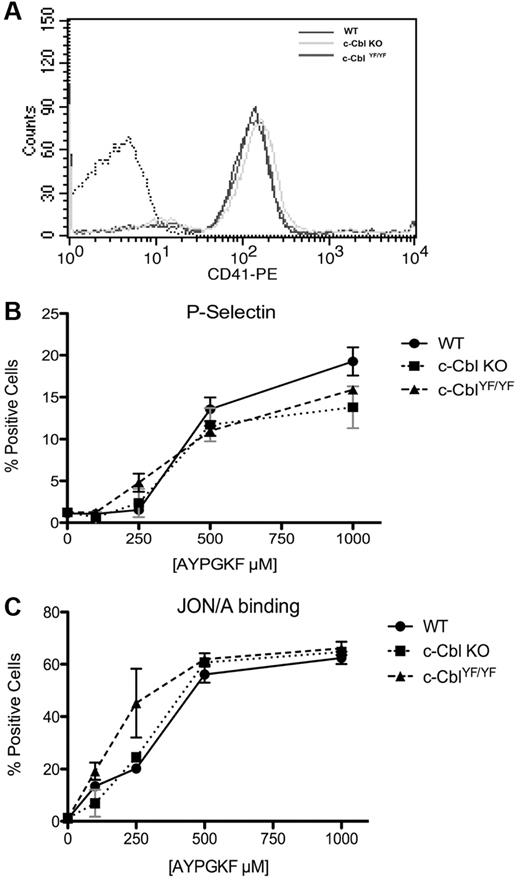 Figure 6. CD41 expression, integrin αIIbβ3 activation and α granule secretion on c-Cbl KO and c-Cbl YF/YF platelets. (A) Washed platelets from WT, c-Cbl KO and c-CblYF/YF mice were analyzed for αIIb expression with CD-41–FITC antibody. (B) WT, c-Cbl KO and c-CblYF/YF were stimulated with the indicated dose of PAR 4 agonist AYPYKF for 15 minutes in the presence of FITC-labeled anti–P-selectin (CD62) to test α-granule secretion or with PE-labeled JON/A antibody to evaluate integrin αIIbβ3 activation (C). Graphs represent mean ± SEM of % positive cells of 3 different experiments.