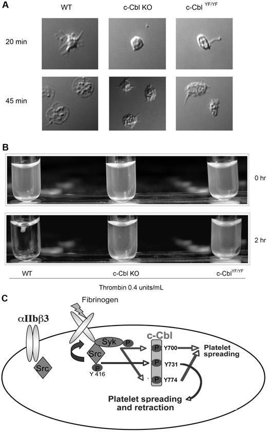 Figure 7. Physiologic role of c-Cbl Y731 in platelet outside-in signaling. (A) Murine platelets were allowed to adhere to a fibrinogen-coated cover slip. After 3 times washing with PBS, adherent cells were fixed with 3.7% paraformaldehyde and analyzed with DIC imaging. (B) Clot retraction analysis of platelets from c-Cbl KO and c-CblYF/YF animals. (C) Model depicting the signaling events implicated in c-Cbl phosphorylation downstream of αIIbβ3: Fibrinogen binding to αIIbβ3 cause SFKs activation. The active kinases will phosphorylate c-Cbl on Y731 and activate Syk, which in turn, will phosphorylate c-Cbl Y700 and Y774. The phosphorylated tyrosines 700 and 774 will recruit SH2-domain containing proteins that play a role in platelet-spreading, while phosphorylated Y731 recruit molecules important for both platelet-spreading and retraction.