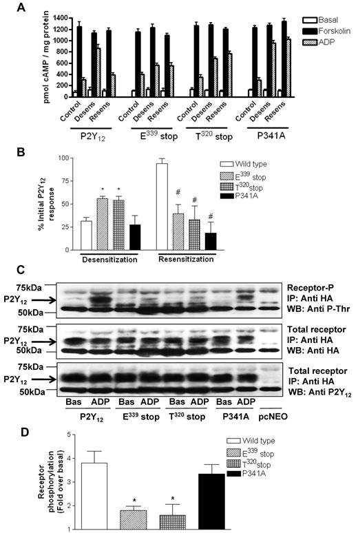 Figure 2. The extreme C-terminus of the P2Y12 receptor is required for normal agonist-induced regulation of receptor function. (A-B) P2Y12 desensitization and subsequent resensitization were assessed by comparing agonist (ADP; 10μM)–dependent inhibition of forskolin (1μM; 10 minutes)–stimulated adenylyl cyclase activity before (control) and after pretreatment with either ADP alone (10nM; 15 minutes; desens on graph) or after subsequent removal of desensitizing ADP with apyrase (0.2 U/mL; 15 minutes; resens on graph). Data represent means ± SEMs of 6 independent experiments. (A) Raw data are expressed as pmol cAMP/mg protein. (B) Data are expressed as percentage of initial P2Y12 response. *Statistical significance at P < .05 for data compared with respective densitized wild-type control (Mann-Whitney U test). #Statistical significance at P < .05 for resensitized compared with respective resensitized control (Mann-Whitney U test). (C-D) Phosphorylation of full-length and mutant HA-P2Y12 was assessed in CHO cells stably expressing receptor constructs. Cells were treated with ADP (10μM; 5 minutes) or vehicle alone, and HA-tagged receptors were immunoprecipitated from membrane lysates and run on SDS-PAGE before transfer to nitrocellulose membranes. Specific phosphorylated bands between 50 and 75 kDa not present in vector-alone pcNEO-transfected controls were subsequently identified with a phosphothreonine-specific Ab. Similar amounts of receptor immunoprecipitation were confirmed by reprobing membranes with a polyclonal anti-HA Ab/HRP-conjugated anti–rabbit IgG and visualization by ECL. Receptor immunoprecipitation was also confirmed by reprobing with a P2Y12-specific N-terminal Ab. Data are representative of 3 individual experiments. (C) Densitometric analysis of 3 experiments was performed, and data were expressed as fold increase over basal phosphorylation