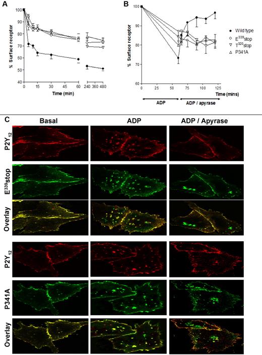 Figure 3. Agonist-induced internalization and traffic is blocked after removal or mutation of the PDZ ligand on the extreme C-terminus of the P2Y12 receptor. (A-B) CHO cells stably expressing either wild-type or mutant P2Y12 receptor were challenged with (A) ADP (10μM; 0-480 minutes) to induce receptor internalization or with (B) ADP (10μM; 60 minutes) to induce receptor internalization then apyrase (0.2 U/mL) to remove ADP and to promote subsequent receptor recycling. Surface receptor loss was subsequently assessed by ELISA as described in “Methods.” The data represent means ± SEMs of 5 independent experiments. (C) CHO cells stably expressing HA-tagged mutant receptor constructs were transiently transfected with FLAG-tagged wild-type P2Y12 receptor. Cells were preincubated with a monoclonal anti-HA or polyclonal anti-FLAG Ab at 4°C for 1 hour. Subsequently, cells were incubated at 37°C for 60 minutes in the absence or presence of agonist (ADP; 10μM). Cells were then incubated with apyrase for (0.2 U/mL) for 60 minutes. Receptor localization was determined by immunofluorescence in fixed cells and was visualized with a monoclonal fluorescein-conjugated or polyclonal rhodamine-conjugated secondary Ab. Groups of cells coexpressing wild-type receptor (red) with either E339stop (green) or P341A (green) are shown in the absence of agonist (Basal), after agonist treatment (ADP), or after agonist removal (ADP/apyrase). E339stop or P341A P2Y12 receptor (green) retained in the cells after agonist removal is clearly evident in the overlay. Data shown are representative of 3 independent experiments. Images were taken using a Leica SP5-AOBS confocal laser scanning microscope attached to a Leica DM I6000 inverted epifluorescence microscope with phase-contrast and a Plan-Apo 63×/1.40 NA oil immersion objective as stated in “Internalization and immunofluorescence microscopy.”