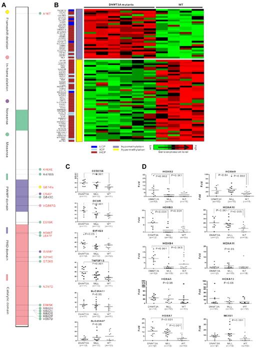 Figure 1. DNMT3A mutations in AML. (A) Three conserved domains in DNMT3A are shown: the PWWP domain, which targets the enzyme to nucleic acids; the cysteine-rich PHD zinc-finger domain, which interacts with unmodified histone H3; and the highly conserved catalytic domain in the C-terminal region. The mutations in AML previously reported by us are marked in black, and the newly detected mutations in the present study are in red. The most common missense mutations are predicted to affect amino acid R882. A total of 37 AML patients had the R882H mutation, 24 with R882C, 1 with R882S, and 1 with R882P in our 1178 samples. (B) Correlation analysis of gene expression and DNA methylation. The CpG content of the promoter sequences of the genes is color coded in a separate column (left lane), including low CpG content (LCP), intermediate CpG content (ICP), and high CpG content (HCP). Hypomethylation or hypermethylation in the middle lane indicates the CpG methylated level of genes in DNMT3A-mutated samples compared with samples without DNMT3A mutations. Cluster of differently expressed genes are shown on the right. Raw microarray data of gene expression and DNA methylation were published previously.40 (C) Quantitative RT-PCR analysis of genes associated with hematopoiesis and epigenetics regulation that were up- or down-regulated and accompanied by DNA methylation changes in microarray analysis in patients with DNMT3A mutations (DNMT3A), MLL abnormalities (MLL), or without these 2 types of aberrations (WT). (D) Quantitative RT-PCR analysis of genes in distinct HOX families in patients with DNMT3A mutations (DNMT3A), MLL abnormalities (MLL), or without these 2 types of aberrations (WT).