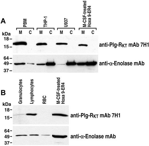 Figure 1. Plg-RKT expression by human monocytes. Membrane and cytoplasmic fractions of human peripheral blood monocytes (PBMs), U937 cells, THP-1 cells, and M-CSF–differentiated Hoxa9-ER4 cells (30 μg/lane; A) and lysates of human granulocytes, lymphocytes, RBCs, and M-CSF–differentiated Hoxa9-ER4 cells (40 μg/lane; B) were electrophoresed on 4%-20% SDS gels under reducing conditions and Western blotted with anti–Plg-RKT mAb 7H1. The blots were stripped and reprobed with anti–α-enolase mAb 9C12 (A,B) as a loading control. No immunoreactive bands were detected with isotype control (data not shown).