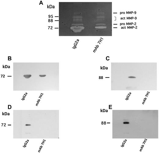 Figure 7. Effect of Plg-RKT on MMP activation. C57BL/6 mice were injected intravenously with 500 μg of either mAb 7H1 or isotype control. After 30 minutes, thioglycollate was injected intraperitoneally. A second injection of Ab was given 24 hours later. After 72 hours, peritoneal lavage fluid from 5 mice/group was collected and pooled. Then, 25 μL of peritoneal lavage fluid from each treatment condition was electrophoresed on 10% SDS gels containing 0.1% gelatin and evaluated as described in “Zymography”: (A) 25 μL was electrophoresed on 4%-20% SDS gels and Western blotted with either anti–MMP-2 (B) or anti–MMP-9 (C). U937 cells (1 × 106 cells/mL) were incubated with plasminogen (200nM) in the presence of either mAb 7H1 (140nM) or isotype control (140nM) overnight at 37°C. Conditioned media (25 μL) was Western blotted with either anti–MMP-2 (D) or anti–MMP-9 (E).