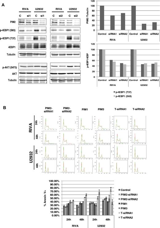 Figure 5. PIM2 knockdown: biomarkers and effects on apoptosis and cell cycle. (A) Western blot analysis of PIM2, p4E-BP1(Thr37/46), and p4E-BP1(Ser65) in RIVA and U2932 cell lines. Knockdown inhibition of PIM2 was achieved with 2 independent sets of siRNAs: siRNA1 (L-005359-00-0005) and siRNA2 (s21751). siRNAs with sequences that do not target any gene product (scramble) were used as controls. Bands were quantified using ImageJ 1.36b (National Institutes of Health), and the ratio of phosphorylated to total protein was calculated. The blot is representative of 2 independent experiments. (B) Induction of apoptosis and cell cycle were measured 24 and 48 hours after knockdown inhibition of PIM1, PIM2 (siRNA1 and siRNA2), PIM3, or the simultaneous inhibition of all 3 PIM family members using either PIM2-siRNA1 or PIM2-siRNA2 (T-siRNA1 or T-siRNA2, respectively). Scrambled siRNAs were used as controls. No effects on cell cycle were observed at any time or with any siRNA combination (see supplemental Table 2 for quantification of cell-cycle data).