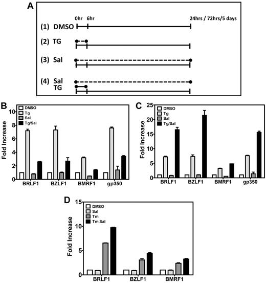 Figure 2. ER stress induces EBV lytic genes in LCLs. (A) Schematic representation of drug treatments in LCLs. Cells were treated with DMSO (panel 1) or 40μM SAL (panel 3) for the total length of the experiment; with a 6-hour pulse of 50μM TG and then cultured in media lacking TG for the remaining length of the experiment (panel 2); or with a 6-hour pulse of 50μM TG as in panel 2 but in the presence of 40μM SAL for the total length of the experiment (panel 4). (B) Induction of EBV lytic genes 24 hours after chemical treatment. At 24 hours after drug treatment, LCLs were harvested, RNA isolated, and gene expression of immediate-early (BRLF1 and BZLF1), early (BMRF1), and late (gp350) EBV lytic genes was evaluated by real-time qPCR. Comparison of DMSO versus TG, DMSO versus TG + SAL, and TG versus TG + SAL were all statistically significant at P < .05. (C) Induction of EBV lytic genes 72 hours after drug treatment, when LCLs were harvested and treated as in panel B. Comparison of DMSO versus TG, DMSO versus TG + SAL, and TG versus TG + SAL were all statistically significant at P < .05. (D) TM treatment also induces EBV lytic genes. LCLs were treated with a 4-hour pulse of TM (5 μg/mL) or TM + SAL and then cultured for a total of 72 hours. At 72 hours after drug treatment, LCLs were harvested as described and EBV lytic gene expression was analyzed by real-time qPCR. All comparisons were statistically significant.