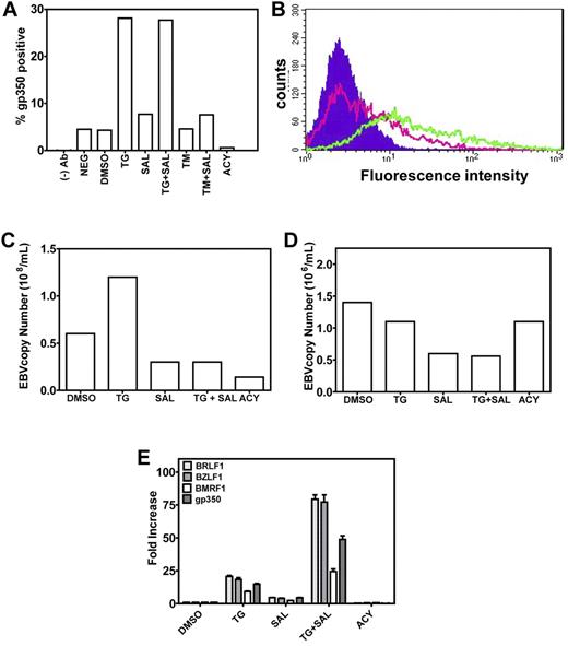 Figure 3. ER stress induces late events in EBV lytic production. (A-B). TG treatment results in gp350 expression at the plasma membrane. Five days after chemical treatment, LCLs were stained for gp350 and analyzed by flow cytometry. The percentage of gp350-positive cells is plotted (A). The shift in fluorescence intensity of gp350-positive cells from DMSO-treated (pink trace) to TG-treated (green trace) LCLs can be seen (B). The background fluorescence of LCLs is shown as the filled trace. (C) TG treatment results in increased EBV copy number in high-copy-number LCLs (> 400 episomes/cell). Five days after chemical treatment of LCLs, supernatant was collected and EBV copy number determined by qPCR. (D) TG treatment does not increase EBV copy number in low-copy-number LCLs (< 50 episomes/cell). Five days after chemical treatment of LCLs, supernatant was collected and EBV copy number determined by qPCR. (E) Induction of EBV lytic genes 5 days after chemical treatment, when LCLs were harvested, RNA isolated, and gene expression of immediate-early (BRLF1 and BZLF1), early (BMRF1), and late (gp350) EBV lytic genes was evaluated by real-time qPCR.